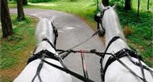 Center Parcs Excursion: Carriage ride at Center Parcs Park Allgäu