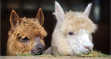Center Parcs Excursion: Alpaca walk at Center Parcs Park Allgäu