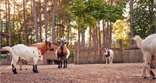 The Children's Farm at Center Parcs Bispinger Heide