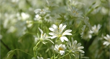 Essential oils, the summer aromatic workshop at Center Parcs Les Trois Forêts