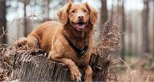 With your dog Facilities at Landal Aelderholt