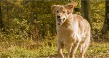 With your dog activities at Landal Miggelenberg